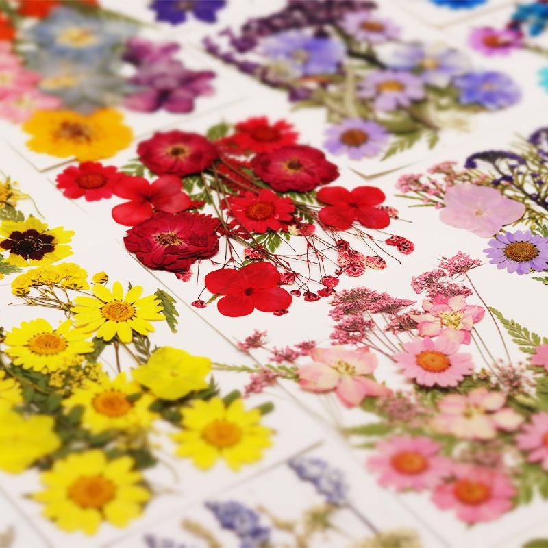Real Natural Pressed Dried Pla - Flower Preservation Resin 评论和价格